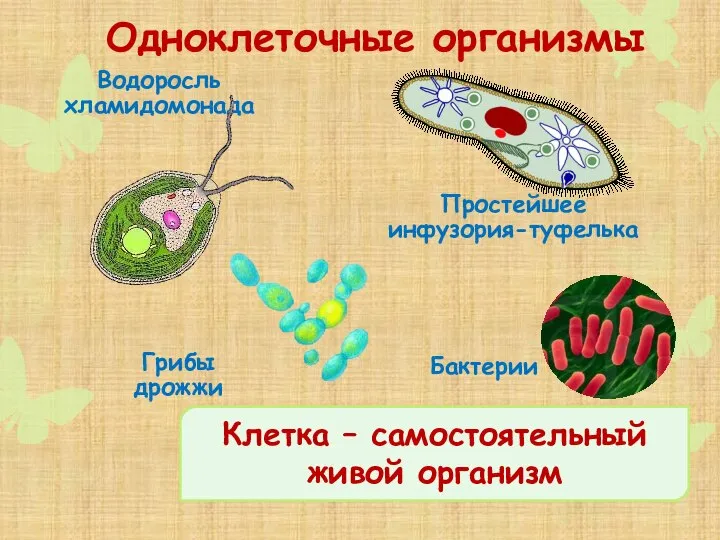 Одноклеточные организмы Водоросль хламидомонада Простейшее инфузория-туфелька Грибы дрожжи Бактерии Клетка – самостоятельный живой организм