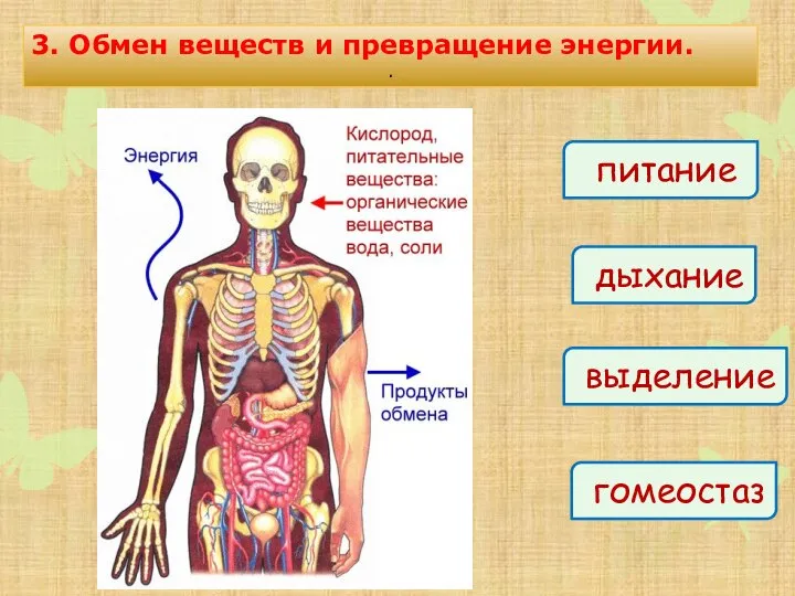 дыхание выделение питание 3. Обмен веществ и превращение энергии. . гомеостаз