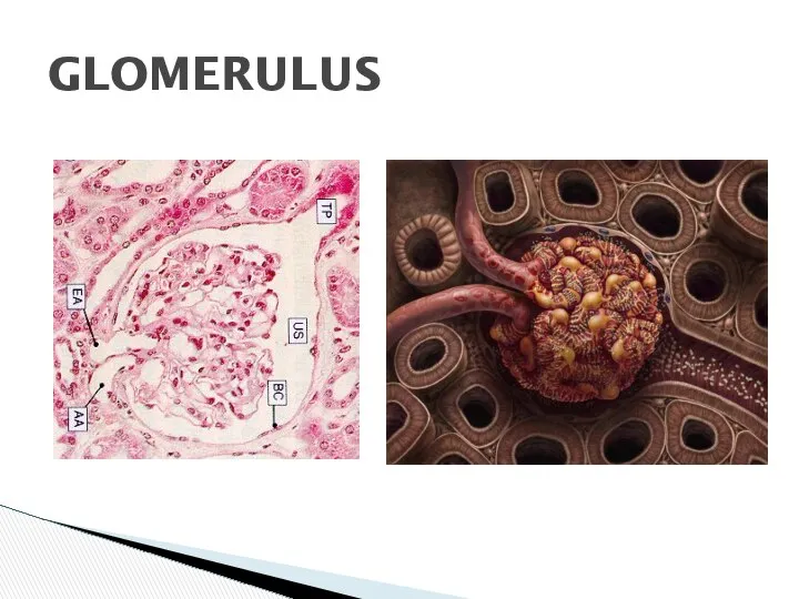 GLOMERULUS