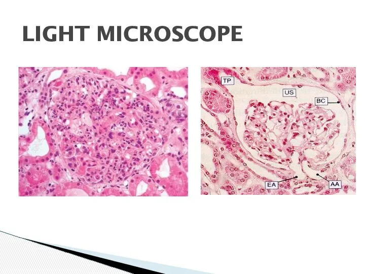 LIGHT MICROSCOPE