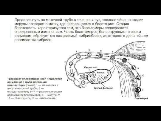 Проделав путь по маточной трубе в течение 4 сут, плодное яйцо