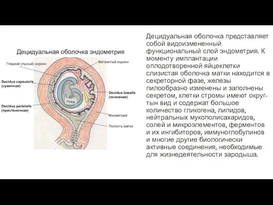 Децидуальная оболочка представляет собой видоизмененный функциональный слой эндометрия. К моменту имплантации