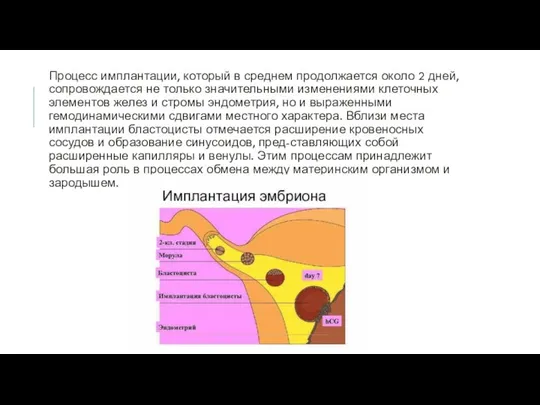 Процесс имплантации, который в среднем продолжается около 2 дней, сопровождается не