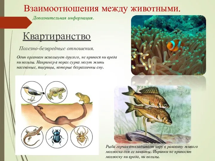 Взаимоотношения между животными. Квартиранство Полезно-безвредные отношения. Дополнительная информация. Рыба горчак откладывает