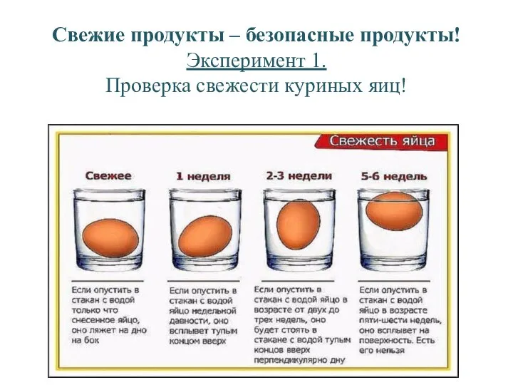 Свежие продукты – безопасные продукты! Эксперимент 1. Проверка свежести куриных яиц!