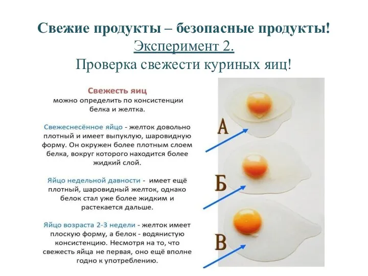 Свежие продукты – безопасные продукты! Эксперимент 2. Проверка свежести куриных яиц!