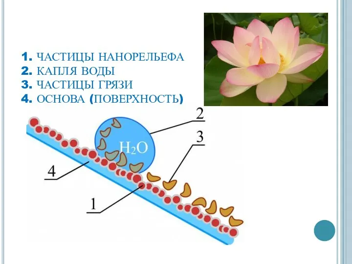 1. ЧАСТИЦЫ НАНОРЕЛЬЕФА 2. КАПЛЯ ВОДЫ 3. ЧАСТИЦЫ ГРЯЗИ 4. ОСНОВА (ПОВЕРХНОСТЬ)