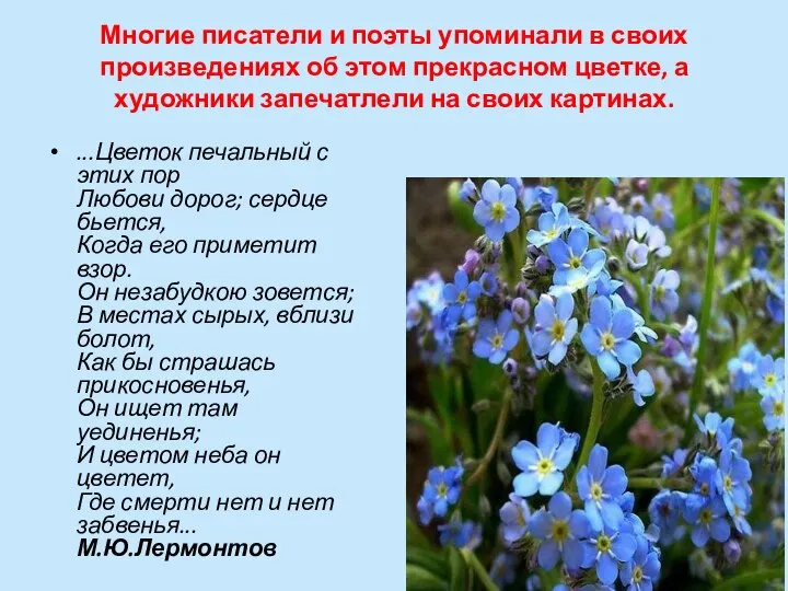 Многие писатели и поэты упоминали в своих произведениях об этом прекрасном