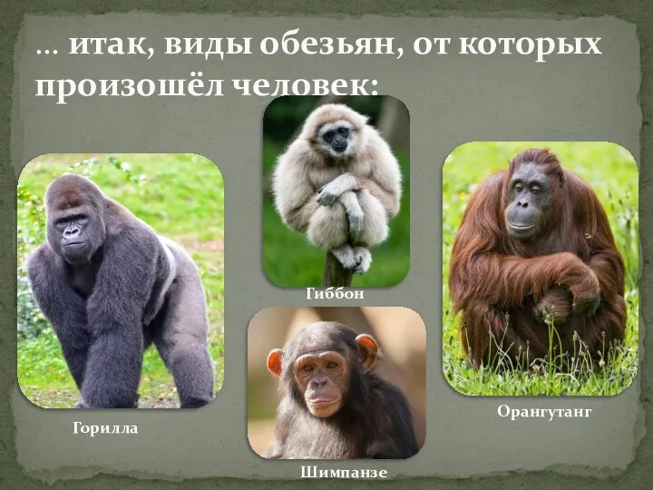 … итак, виды обезьян, от которых произошёл человек: Горилла Шимпанзе Гиббон Орангутанг