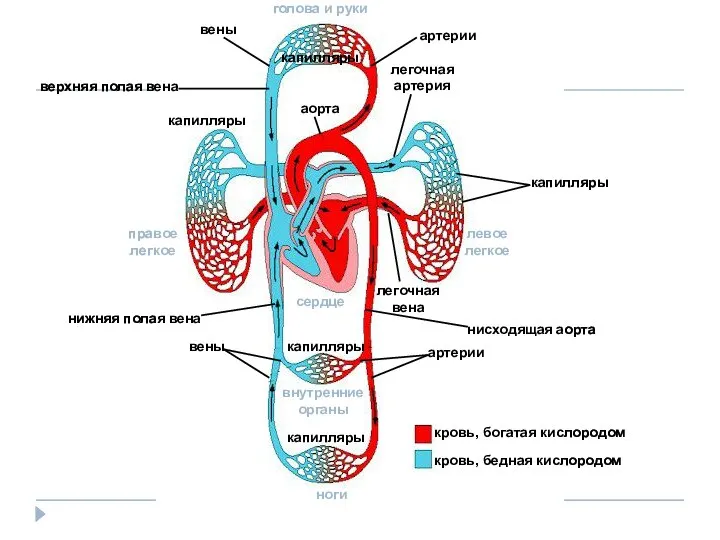 кровь, богатая кислородом кровь, бедная кислородом капилляры легочная артерия легочная вена