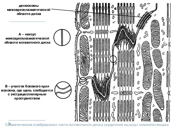 А – нексус межсаркоплазматической области вставочного диска В – участок бокового