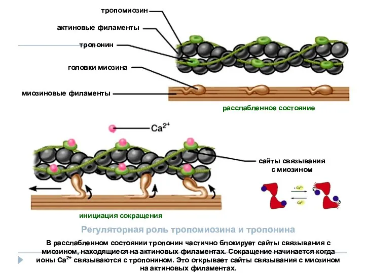 Регуляторная роль тропомиозина и тропонина В расслабленном состоянии тропонин частично блокирует