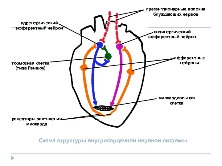 преганглионарные волокна блуждающих нервов адренергический эфферентный нейрон холинергический эфферентный нейрон афферентные