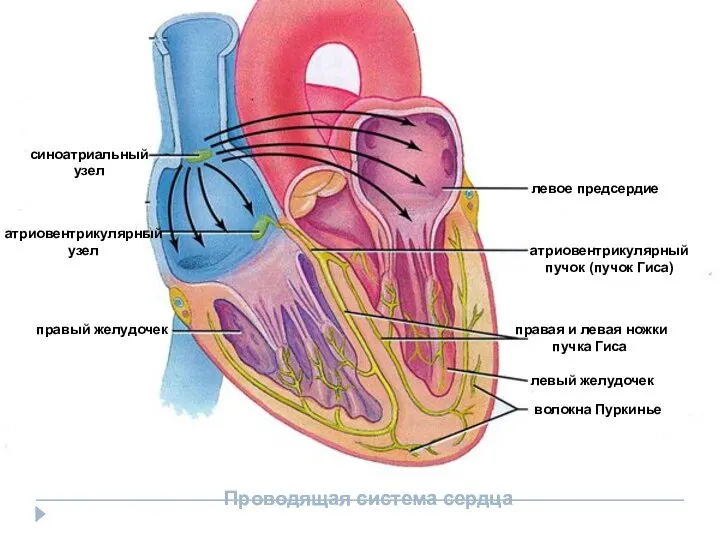 Проводящая система сердца синоатриальный узел атриовентрикулярный узел левое предсердие левый желудочек