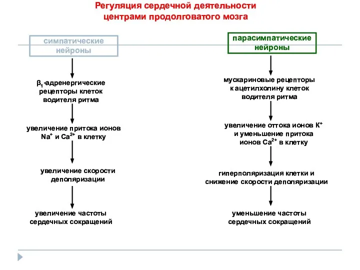 Регуляция сердечной деятельности центрами продолговатого мозга симпатические нейроны парасимпатические нейроны