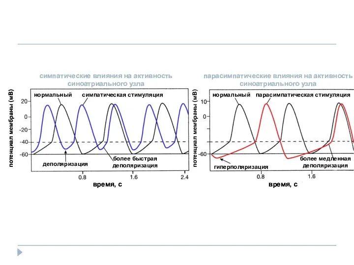 потенциал мембраны (мВ) потенциал мембраны (мВ) время, с время, с симпатические