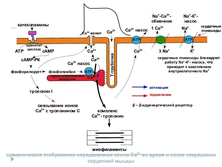 миофиламенты АТР АТР АТР β катехоламины АТР сАМР сАМР-РК фосфорилирует тропонин