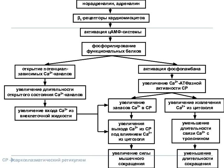 норадреналин, адреналин β1-рецепторы кардиомиоцитов активация цАМФ-системы фосфорилирование функциональных белков активация фосфоламбана