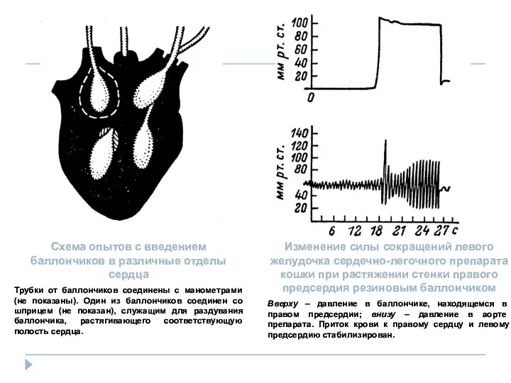 Схема опытов с введением баллончиков в различные отделы сердца Трубки от