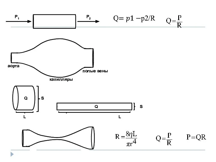 Р1 Р2 аорта полые вены капилляры L L