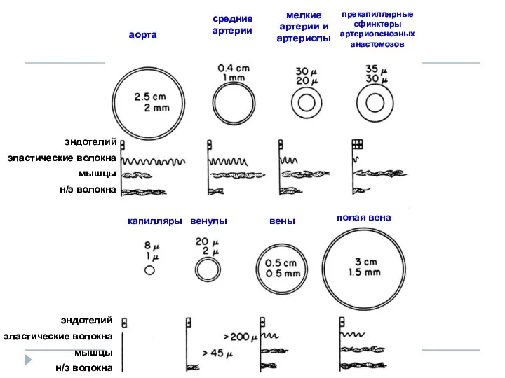 аорта средние артерии мелкие артерии и артериолы прекапиллярные сфинктеры артериовенозных анастомозов