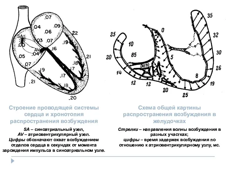 Схема общей картины распространения возбуждения в желудочках Стрелки – направления волны