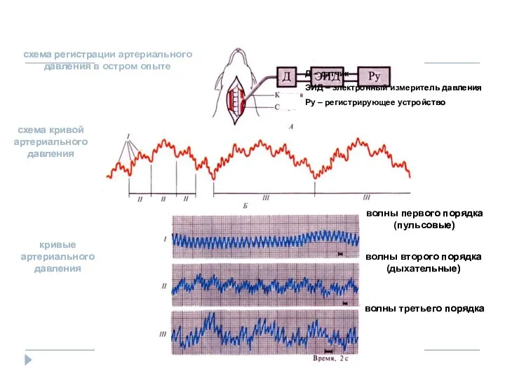 схема регистрации артериального давления в остром опыте схема кривой артериального давления