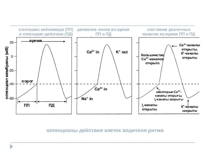 потенциал пейсмекера (ПП) и потенциал действия (ПД) движение ионов во время