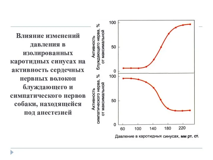 Влияние изменений давления в изолированных каротидных синусах на активность сердечных нервных