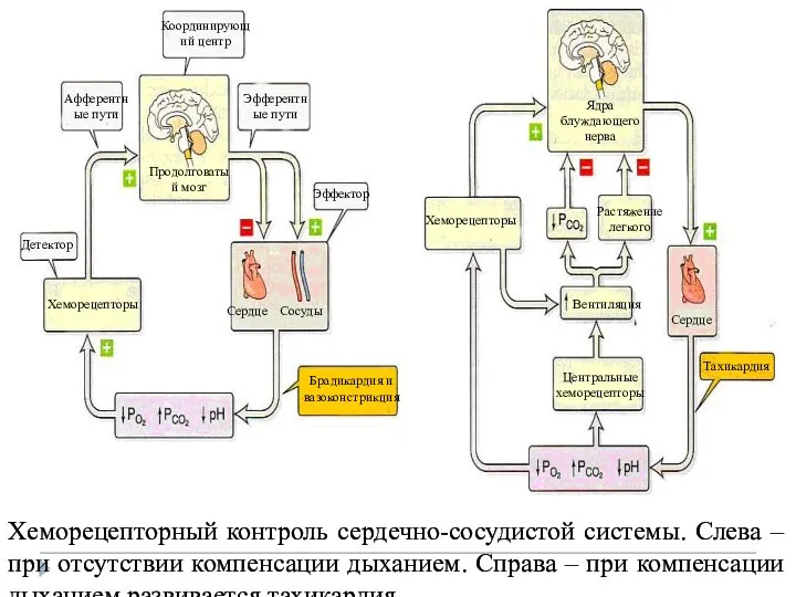 Хеморецепторный контроль сердечно-сосудистой системы. Слева – при отсутствии компенсации дыханием. Справа