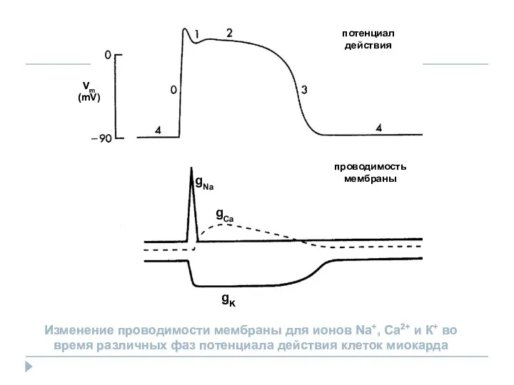 gCa gK gNa Изменение проводимости мембраны для ионов Na+, Са2+ и