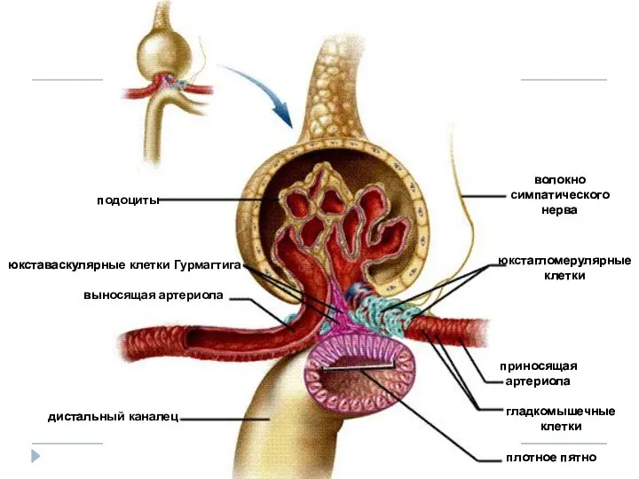 подоциты выносящая артериола дистальный каналец юкстагломерулярные клетки волокно симпатического нерва приносящая