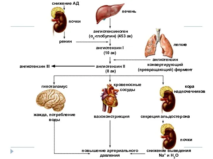 снижение АД почки печень легкие ренин ангиотензиноген (α2-глобулин) (453 ак) ангиотензин
