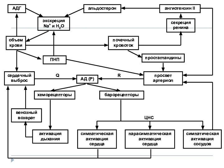 АДГ альдостерон ангиотензин II объем крови экскреция Na+ и Н2О ПНП