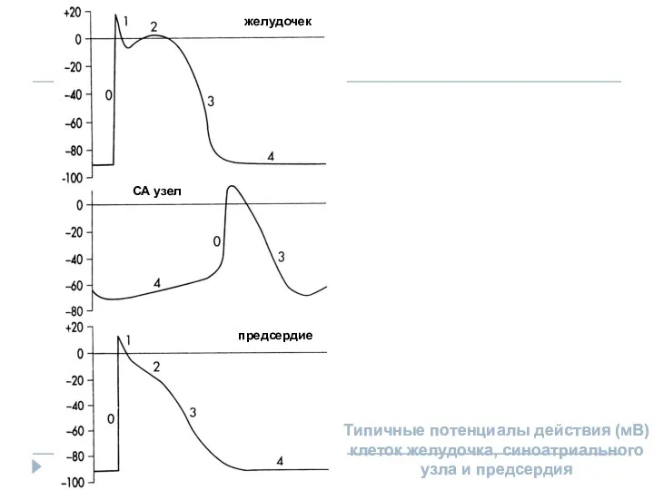 желудочек предсердие СА узел Типичные потенциалы действия (мВ) клеток желудочка, синоатриального узла и предсердия