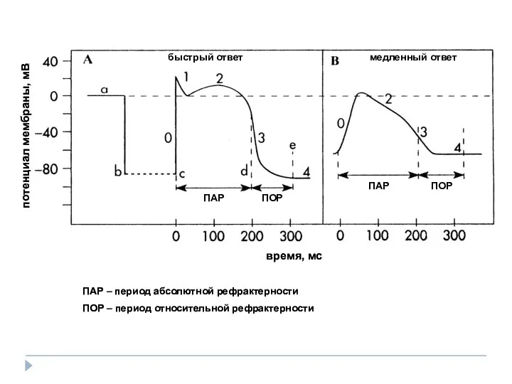 потенциал мембраны, мВ время, мс быстрый ответ медленный ответ ПАР ПОР