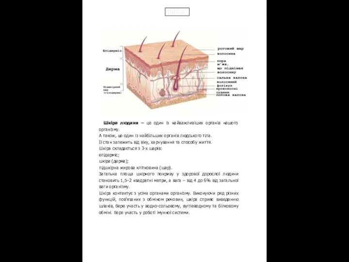 ШКІРА Шкіра людини – це один із найважливіших органів нашого організму.
