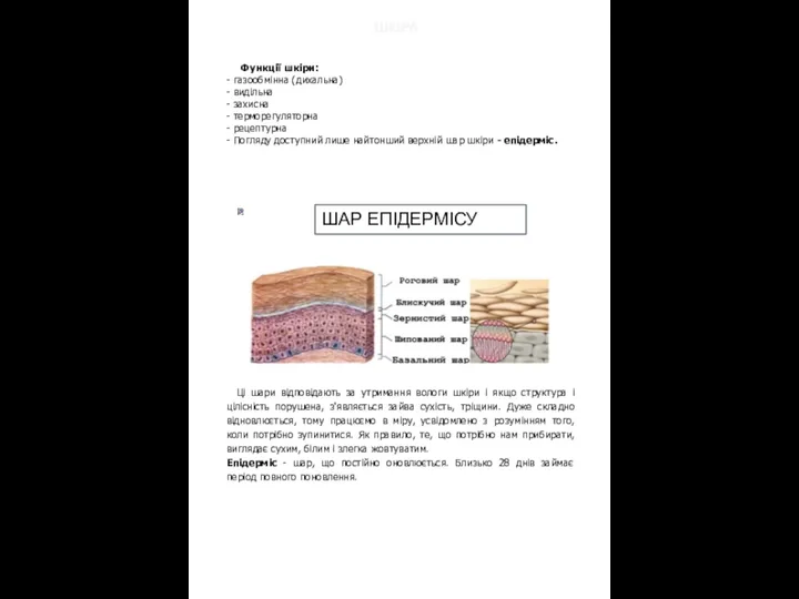Функції шкіри: - газообмінна (дихальна) - видільна - захисна - терморегуляторна