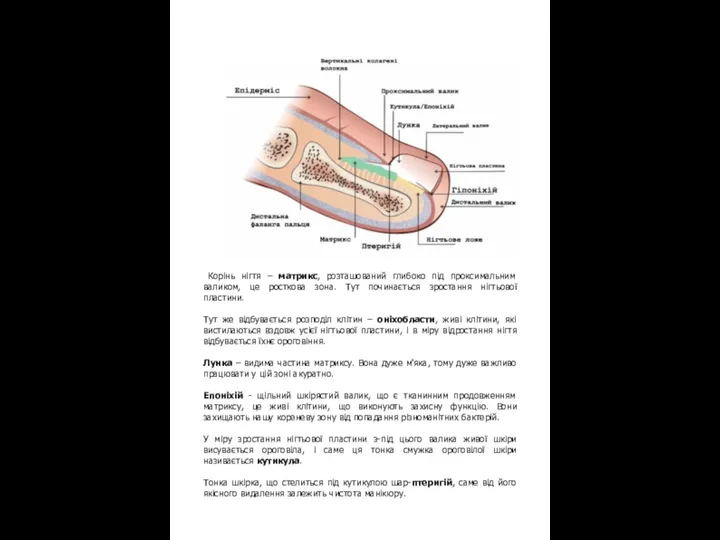 БУДОВА НІГТЬОВОГО АПАРАТУ Корінь нігтя – матрикс, розташований глибоко під проксимальним