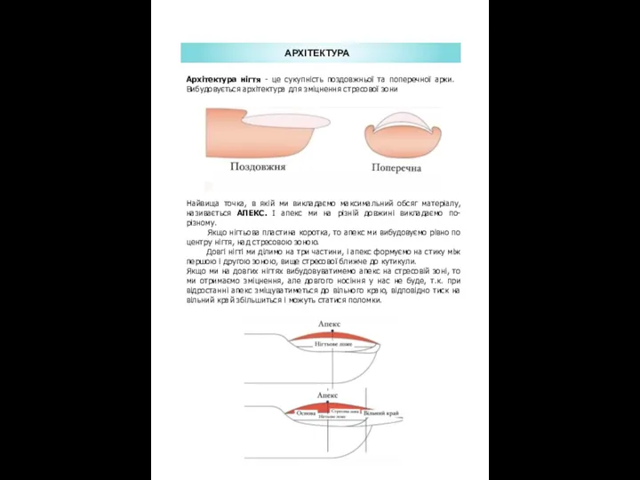 АРХІТЕКТУРА Архітектура нігтя - це сукупність поздовжньої та поперечної арки. Вибудовується