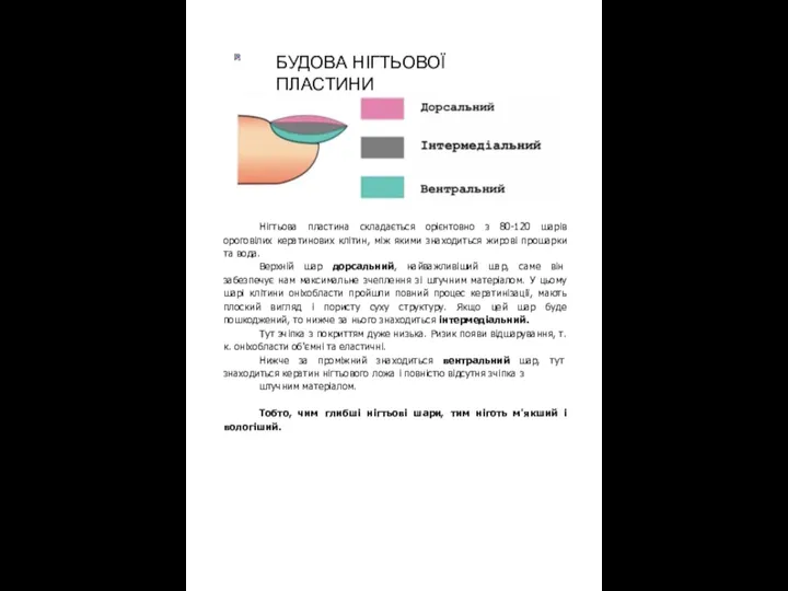 БУДОВА НІГТЬОВОГО АПАРАТУ Нігтьова пластина складається орієнтовно з 80-120 шарів ороговілих