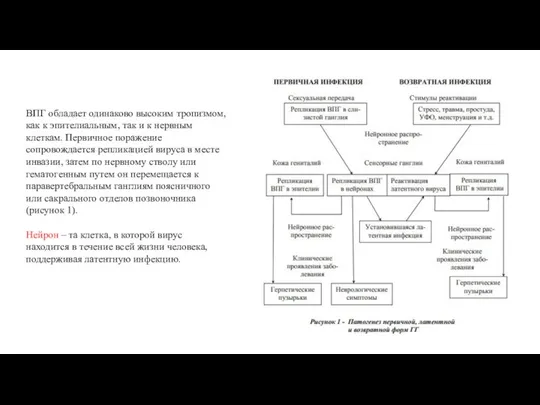 ВПГ обладает одинаково высоким тропизмом, как к эпителиальным, так и к