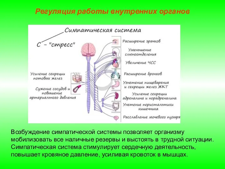 Регуляция работы внутренних органов Возбуждение симпатической системы позволяет организму мобилизовать все