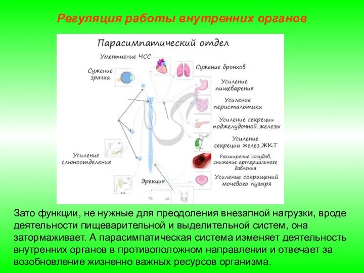 Регуляция работы внутренних органов Зато функции, не нужные для преодоления внезапной