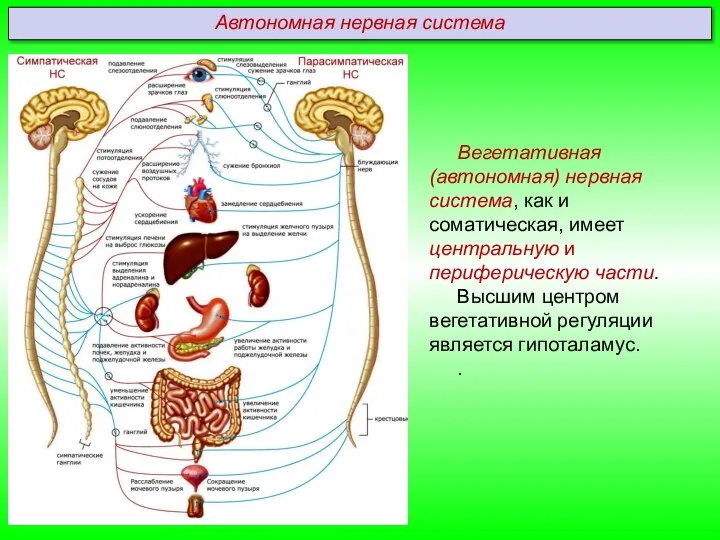 Вегетативная (автономная) нервная система, как и соматическая, имеет центральную и периферическую