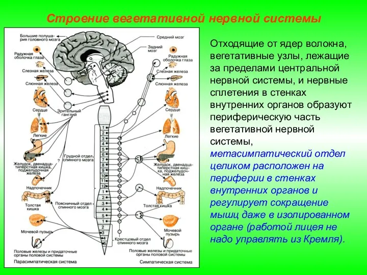 Строение вегетативной нервной системы Отходящие от ядер волокна, вегетативные узлы, лежащие