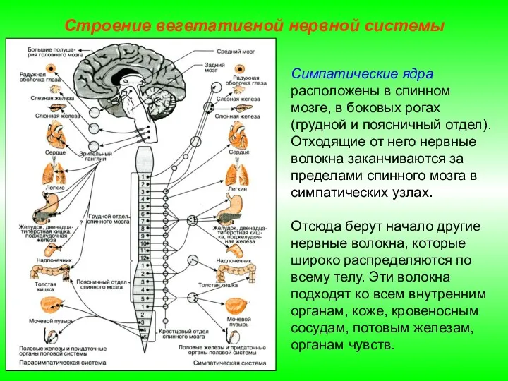 Строение вегетативной нервной системы Симпатические ядра расположены в спинном мозге, в