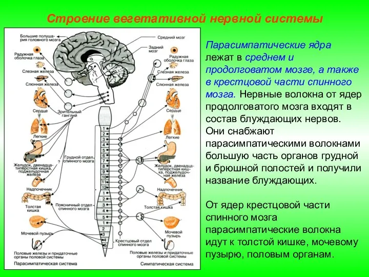 Строение вегетативной нервной системы Парасимпатические ядра лежат в среднем и продолговатом