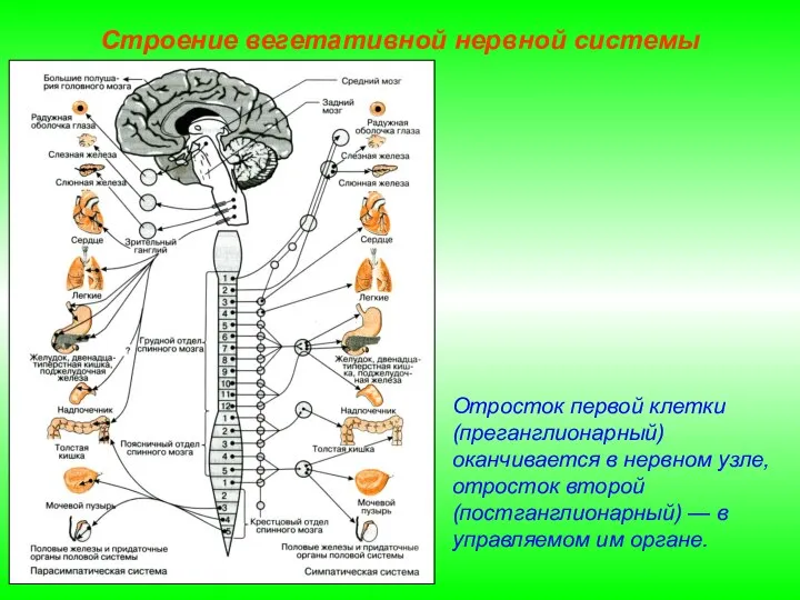 Строение вегетативной нервной системы Отросток первой клетки (преганглионарный) оканчивается в нервном