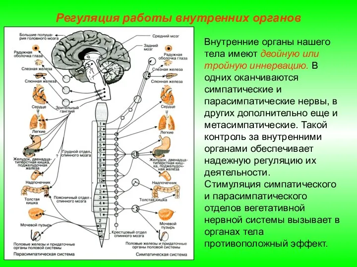 Регуляция работы внутренних органов Внутренние органы нашего тела имеют двойную или